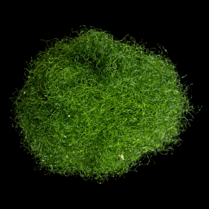 Green Cheato Macroalgea (4”-5”)