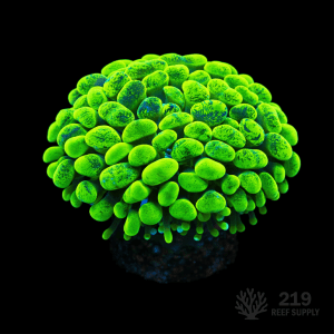 Yellow Splatter Branching Hammer (Single Head)