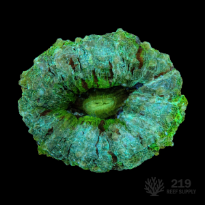 WYSIWYG Green Acanthophyllia (4"-4.5")