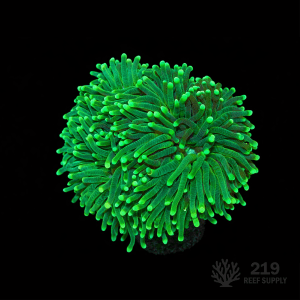 Western Aussie Super Green Torch (Single Head)