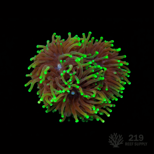 Western Australia Multicolor Torch (Single Head)