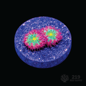 Blind Eye Blastomussa Merletti Frag