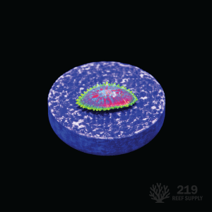 Blown Glass Rhodactis Mushroom Frag