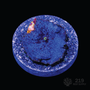 Blue Disco Mushroom Frag