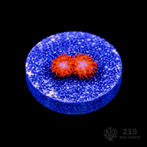 Blue Raven Blastomussa Merletti Frag