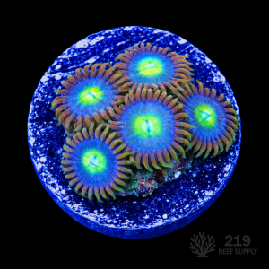 Blueberry Zoanthid Frag