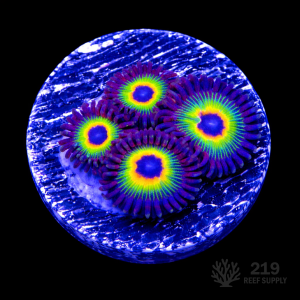 Bob Marley Zoanthid Frag