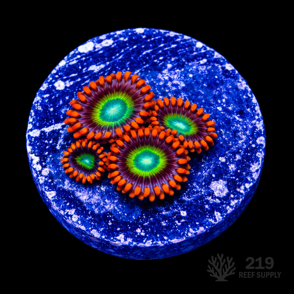 Fruitopia Zoanthid Frag