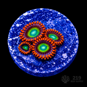 Fruitopia Zoanthid Frag