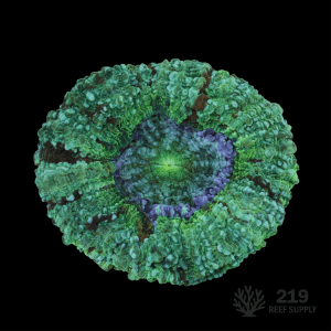 WYSIWYG Aussie Green Acanthophyllia (3.5"-4")