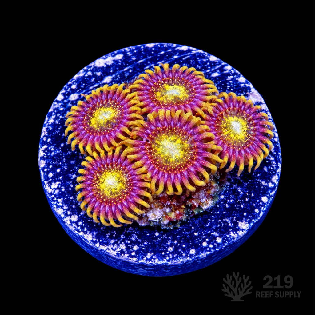 Pink and Gold Zoanthid Frag