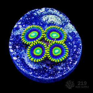 Plasma Cutter Zoanthid Frag