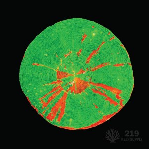 WYSIWYG Bleeding Apple Scolymia