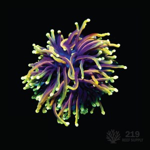 Dragon Soul Torch (Single Head)