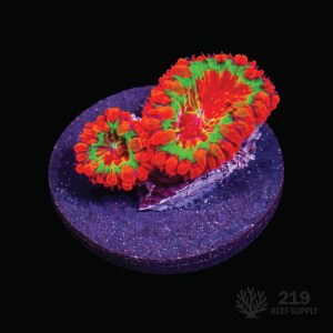 Flame Ascension Blasto Frag