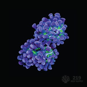 Golden Thunder Hammer (Single Head)