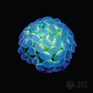 Hologram Hammer (Single Head)