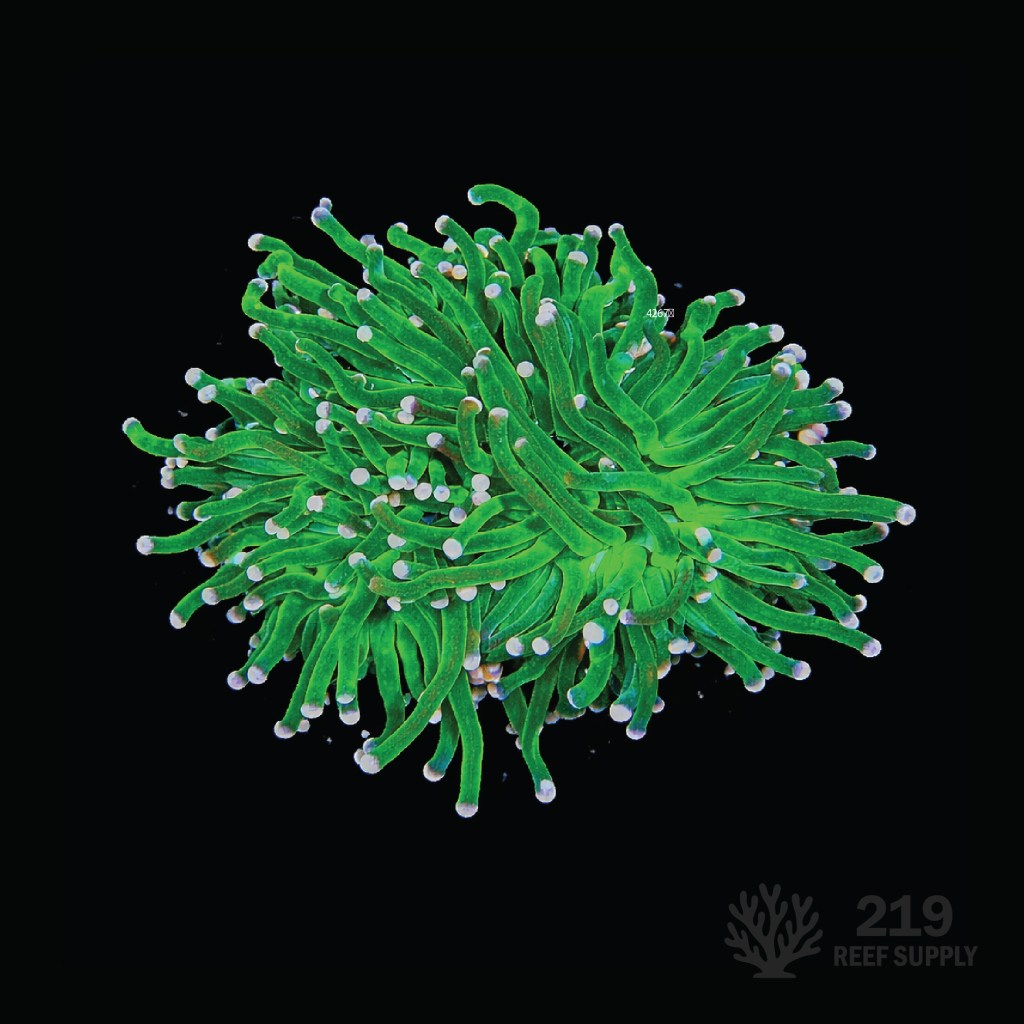 Indo Green w Pink Tips