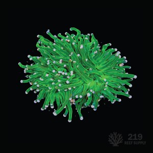 Indo Pink Tip Torch (Single Head)