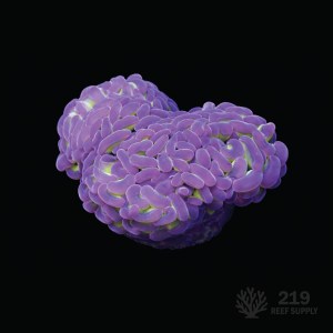 Neon Green with Purple Tip Hammer (Single Head)