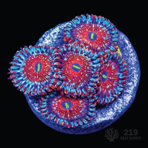 Salted Agave Zoanthid Frag