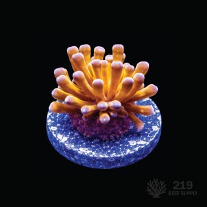 Aquarium Spawned Gold Torch Frag