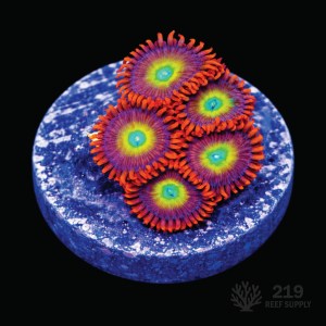 TSA Circus Freaks Zoanthid Frag