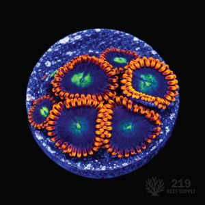 WWC Flaming Suns Zoanthid Frag