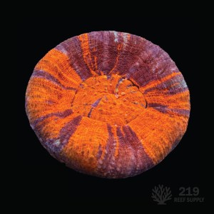 WYSIWYG Warpaint Scolymia