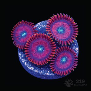 Warlock Zoanthid Frag