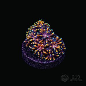 Orange Passion Galaxea Frag