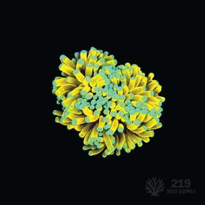 Asian Banana Torch Frag (Single Head)