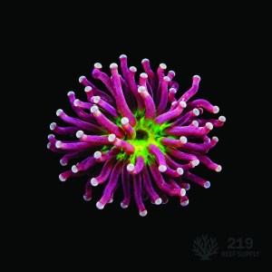 Aussie Green Center Colored Tip Torch Frag
